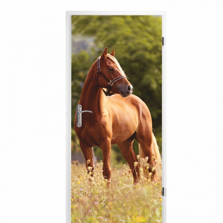 selbstklebendes Türbild - Pferd 0,9 x 2 m (16,66 €/m²) - Türtapete Türposter Klebefolie Dekorfolie