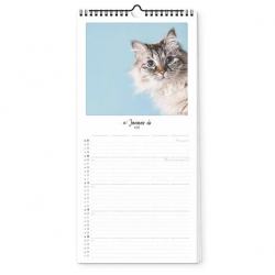 Pickmotion Familienplaner Katz & Kater Kalender 2025