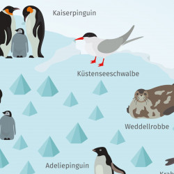Kinder Lernposter - Tiere der Antarktis - Wal Delfin Pinguin Robbe