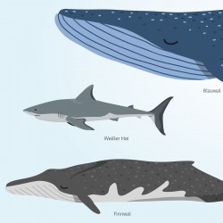 Kinder Lernposter - Tiere der Meere - Wal Delfin Orca Hai - Wanddeko Kinderzimmer