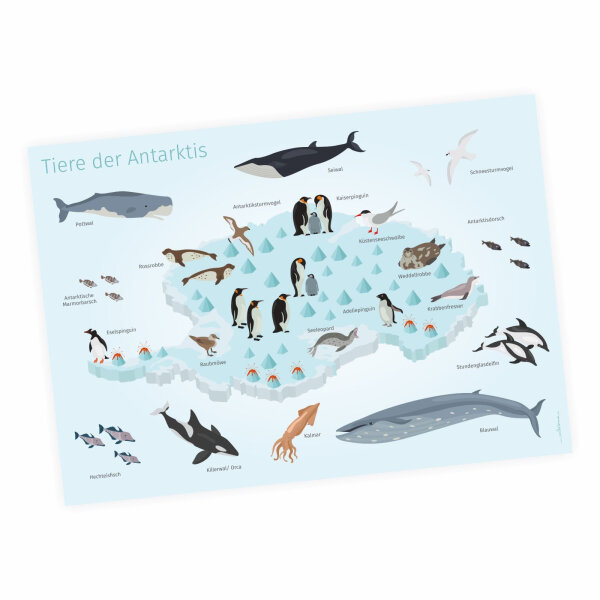 Kinder Lernposter - Tiere der Antarktis - DIN A3 - 420 x 297 mm